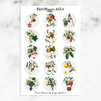 Vintage Fruits Stickers | Pomona Italiana Planner Stickers (S-478)