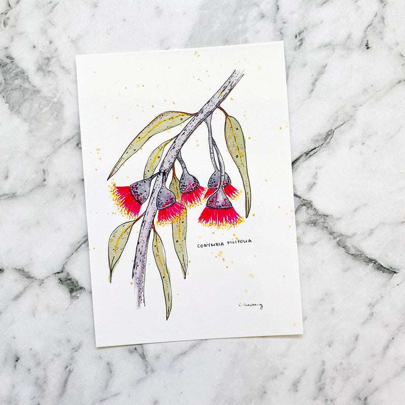 Corymbia Ficifolia Postcard (PC-006)