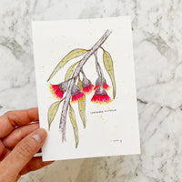 Corymbia Ficifolia Postcard (PC-006)