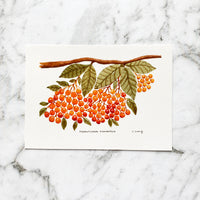 Auranticarpa Rhombifolia Postcard | Australian Flora Postcard by Closet Planner Addict (PC-014)