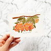 Auranticarpa Rhombifolia Postcard | Australian Flora Postcard by Closet Planner Addict (PC-014)