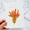 Red Devil Postcard by Closet Planner Addict | Leucadendron Salignum | Australian Flora (PC-021)