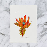 Red Devil Postcard by Closet Planner Addict | Leucadendron Salignum | Australian Flora (PC-021)