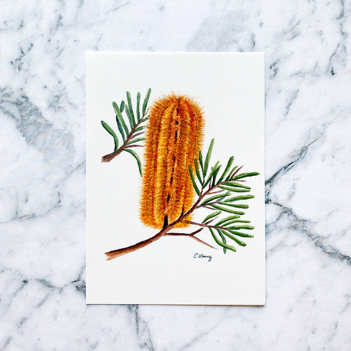Banksia Yellow Wing Postcard by Closet Planner Addict